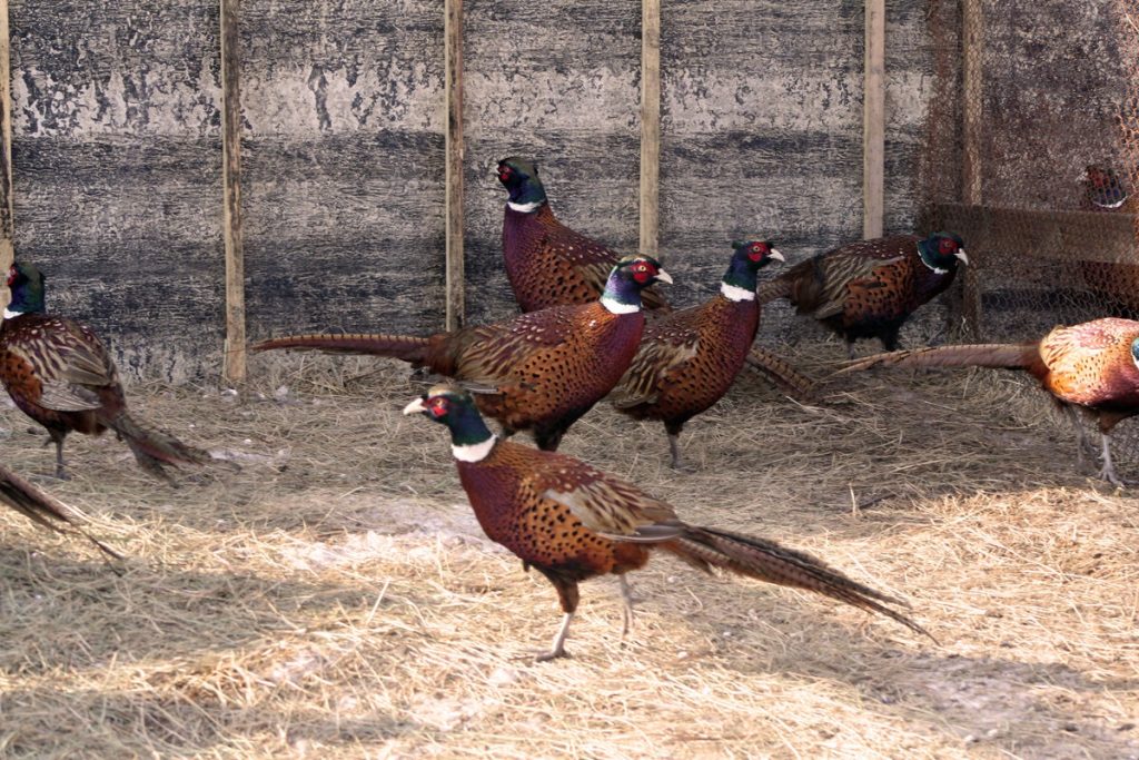 Het vlees heeft een zeer laag vetgehalte