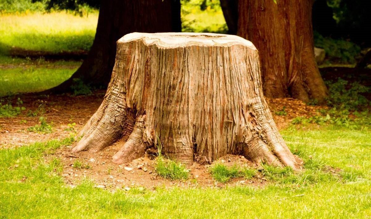 stronk op het perceel