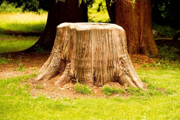 stronk op het perceel