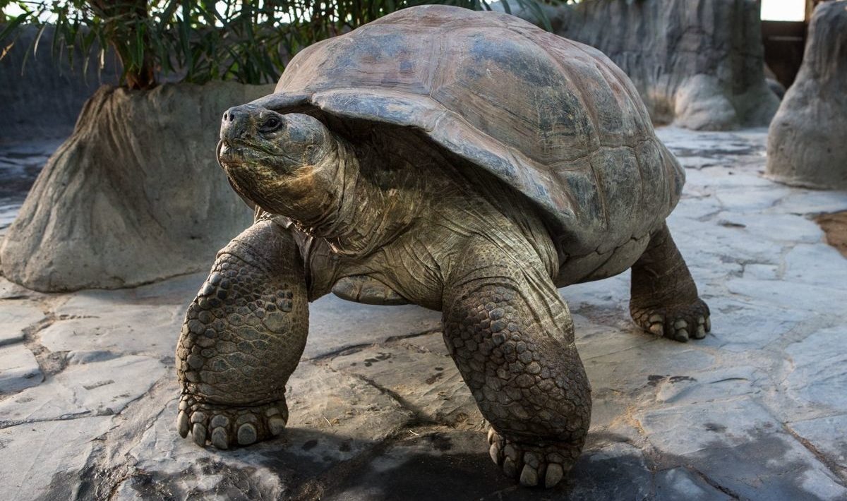 een schildpad met de naam Gramma